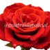 Guia Brasil GP (@guiabrasilgps) Twitter profile photo Guia Brasil GP (@guiabrasilgps) Twitter profile photo