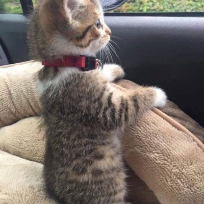 On Parler: AnimalsMatter9
On Gab: AnimalsMatter99