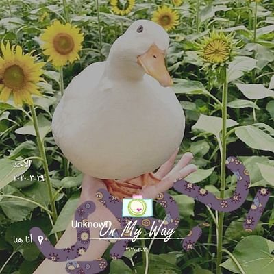 👋🏻 الحَيَّاه›››››
رُّوحَهَا`التَحَدِّي\وَلُبُهَا التَّفَاؤُل🌹💌🐝+وَجَمَالُهَا :بَّهجَتُها⏳📈📯 🌖😘(خَّيرُالنَّاسُ~~~ أَنفَعَهُم»للناس«