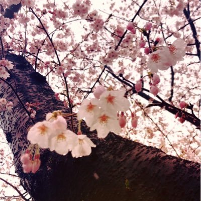 sukekiyo⛩匠&YUCHI⛩/DIR EN GREY🩷Shinya&薫💜/sukekiyo、DIR EN GREYのお取引メインです🌸 迅速に対応できるよう努めています🌸