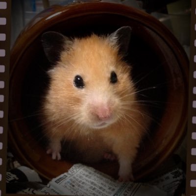 fw_252171231's profile picture. おたくの雑多アカ GARNET CROW、どうぶつの森などなどなど 最近はあんスタ🦇