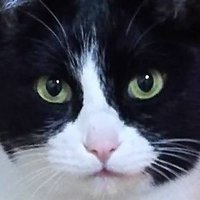 ハチワレ猫のはち子🐾 (@8ware8ko) 's Twitter Profile