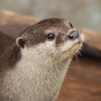 toshiiiiiii (@toshiiiiiii3) 's Twitter Profile