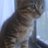 akanemushi_03's profile image