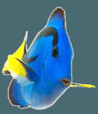 Exporters of ornamental marine fish, corals and invertebrates