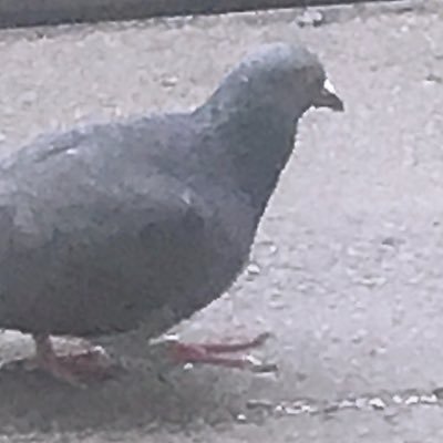 ryumanya's profile picture. フォロー失礼しましたm(_ _)m