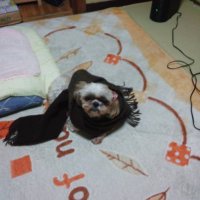 85歳の手料理!よしみちです。 (@8r5padqvrn949gj) 's Twitter Profile Photo 85歳の手料理!よしみちです。 (@8r5padqvrn949gj) 's Twitter Profile Photo