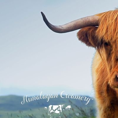 Hi, My name is shekhar, I'm Breeding technician in Himalayan Creamery.