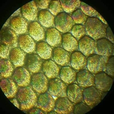 Tontoel60523258's profile picture. Querer un 'algo' como condición vital.