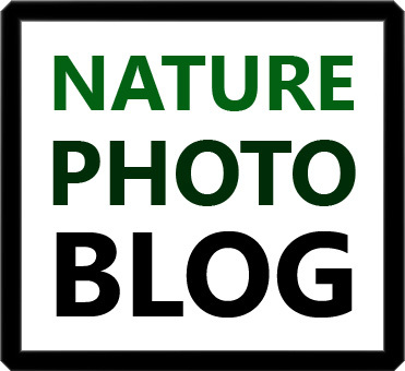 15 European nature photographers post a daily wildlife photo at http://t.co/lFdEbm8TbU