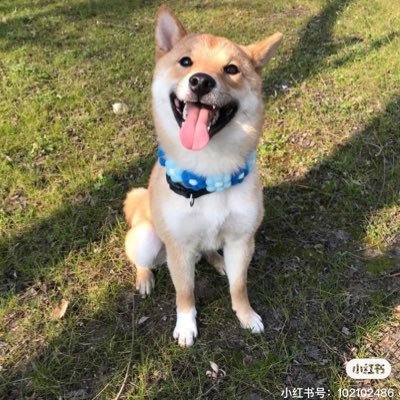 piemonking's profile picture. 