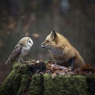 Fox_Owls's profile picture. Snooping & Insight Spotter