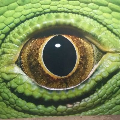 Auge drauf Profile
