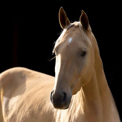 The Akhal-Teke Foundation is a registered charity for the rare, ancient, & truly amazing #AkhalTekes, supporting #AkhalTeke #horses with science & love.
