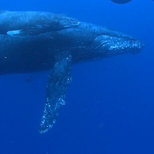 くじら(イルカ)や海が大好き😊彼らの魅力を沢山伝えます🐋彼らはかわいい以上の生き物🧡ビーガンです🌱リンクも見てね！How exciting to living with whales(dolphins)and the sea.They’re more than cute🐋Lets protect them🌱