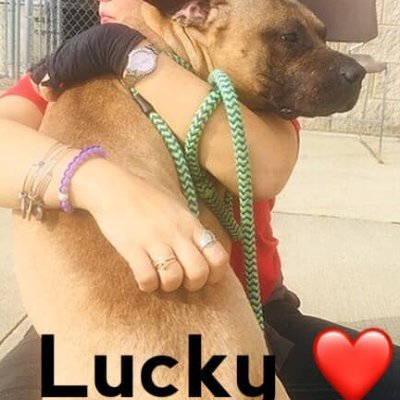 I will not let Lucky be forgotten! Nor will his killing at Franklin County Shelter be forgotten.  Laws MUST change!