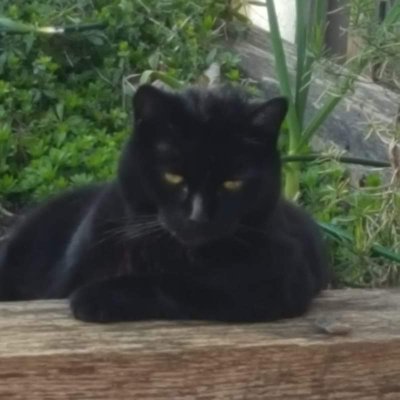 East German, bookworm, BA (Hon) Classical Studies, history and classics enthusiast, and animal lover, vegetarian who believes life is better with cats
