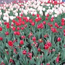 Isaac Jacob - @modicai2024 - Twitter