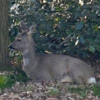 Leef mee met de ree (@leefmet) 's Twitter Profile Photo Leef mee met de ree (@leefmet) 's Twitter Profile Photo
