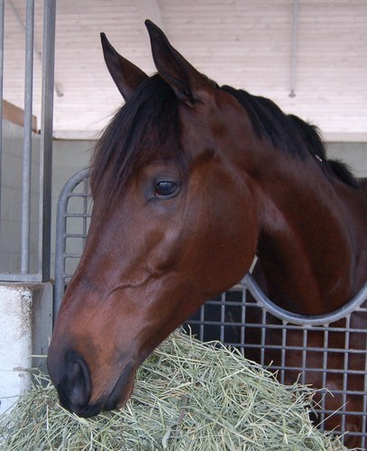 Uncle Mo loves people carrots and running! Winner of Breeders Cup Juvenile.  He loves interacting with his friends.