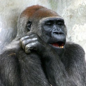 とりあえずゴリラ Gorilla Dbs Twitter