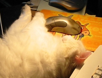 carrie_foreword's profile picture. Ponder: conflict will always exist as long as the idea is more important than the fact. Do: grow fruit, veg & herbs, keep hens, write more, write better