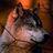 peleinr's profile image