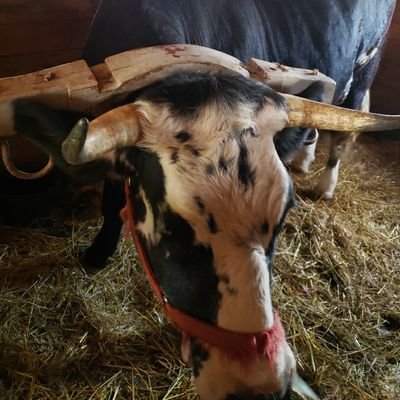 brucebrown100's profile picture. 