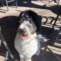 Knox the Wonder Dog (@army_schnoodle) 's Twitter Profile