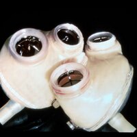 biomedical (@biomedical) 's Twitter Profile