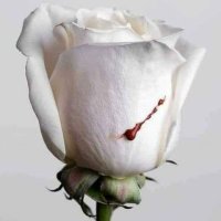 السيف (@alseif44) 's Twitter Profile Photo