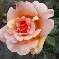 Farm Girl (@to221w6) 's Twitter Profile