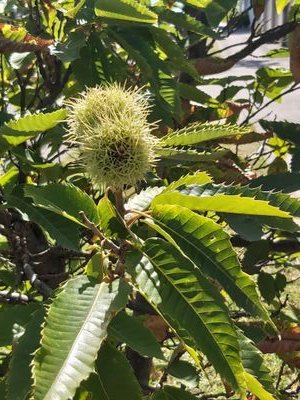 IlanaLS's profile picture. 