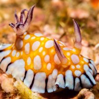 Dani Davenport, Ph.D. (@dani_fishsci) 's Twitter Profile