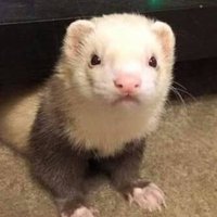 The Observant Ferret #FerretFridayisathing (@observantferret) 's Twitter Profile
