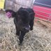 Agnes The Angus (@agnesdailymoos) Twitter profile photo Agnes The Angus (@agnesdailymoos) Twitter profile photo