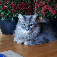dellie | digitalflute (@digitalflute) 's Twitter Profile
