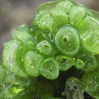 Just an old fashioned slime mold