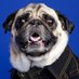 Boogie the Pug (@boogiethepug) Twitter profile photo Boogie the Pug (@boogiethepug) Twitter profile photo