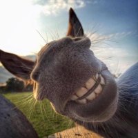 ClarenceTheMule💙🐴 💛(@ClarenceFraser) 's Twitter Profile Photo