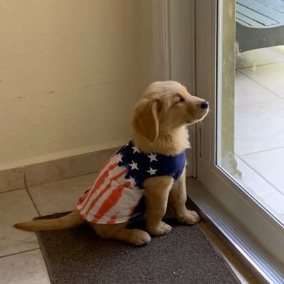 Patriotic. Faith in God, Country and Our President. Trump 2020. 🇺🇸🇺🇸All Golden Retrievers for TRUMP. Keep on winning winning winning!!!