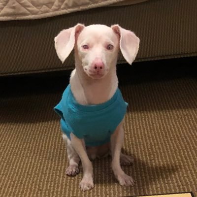 Piglet, the deaf blind pink puppy faces challenges with a positive Piglet Mindset. With 6 other rescued dogs they model Acceptance, Inclusion, and Kindness.