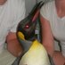Kari Liby (@kcpenguin3) Twitter profile photo