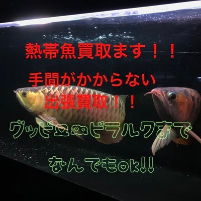熱帯魚買取人 Netaigyokaitori Twitter 熱帯魚買取人 Netaigyokaitori Twitter