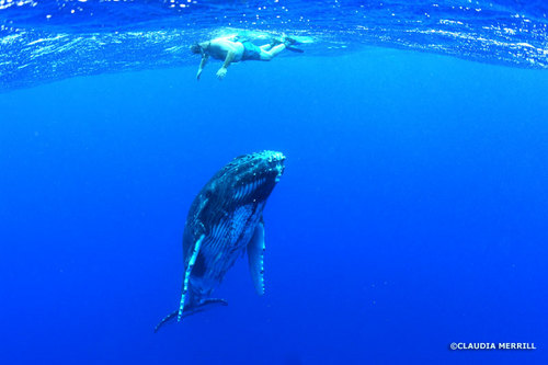 seaproject's profile picture. 