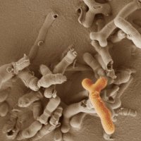 Hall Lab (@hall_lab) 's Twitter Profile Photo Hall Lab (@hall_lab) 's Twitter Profile Photo