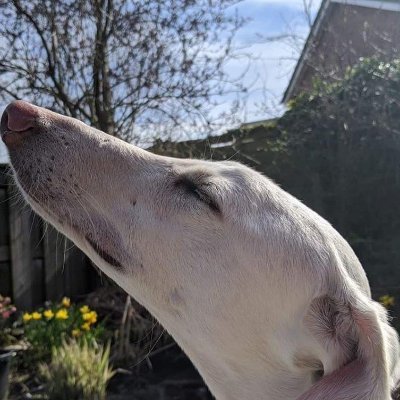 BigBerthaBilly1's profile picture. I am a fabulous carnivorous plant called Big Bertha, otherwise known as Sarracenia flava var maxima. I share this page with my best friend Billy, a lurcher