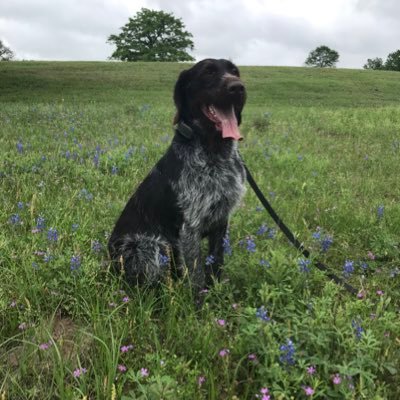 Howdy! My name is Mays. I help keep Aggies safe by looking for explosives.