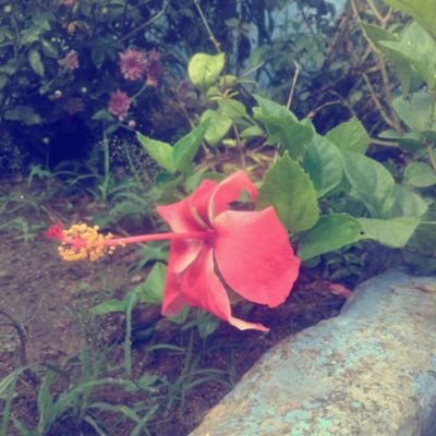விவசாயி