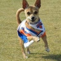 すたーくす (@starksgo3) 's Twitter Profile Photo